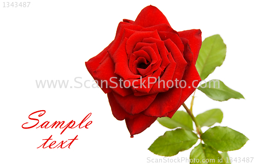 Image of Red rose with space for text