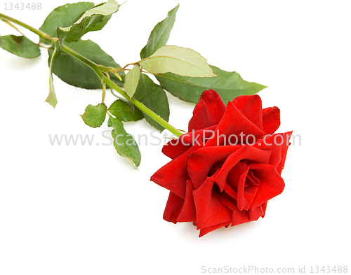 Image of Red rose 
