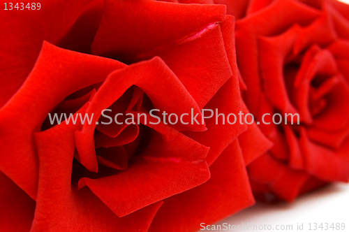 Image of Red rose