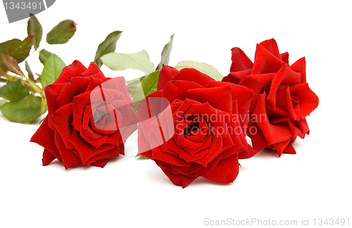 Image of Three red roses 