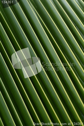 Image of Detail of palm leaf