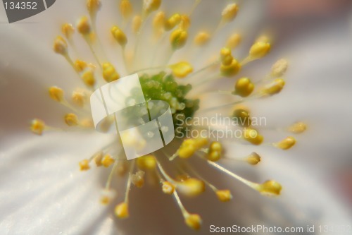 Image of Flower - macro
