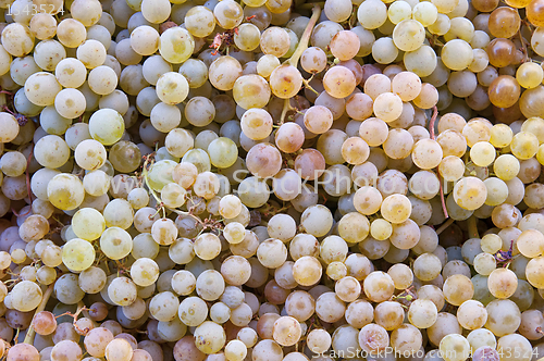 Image of fresh grapes 