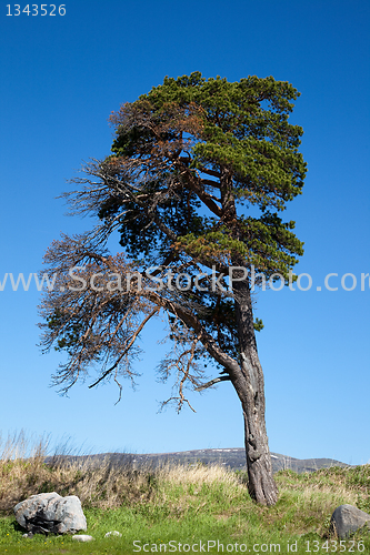 Image of Lone old tree