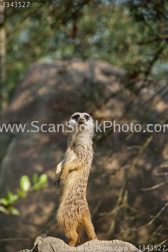 Image of Meerkat