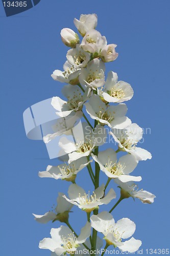 Image of Blossoms