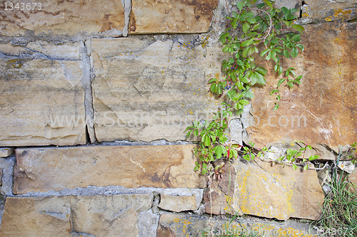 Image of sandstone wall and vine