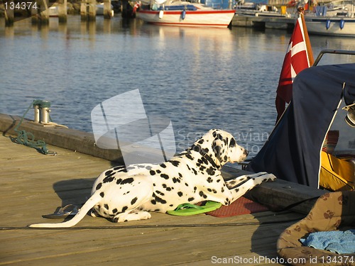 Image of Dalmatian