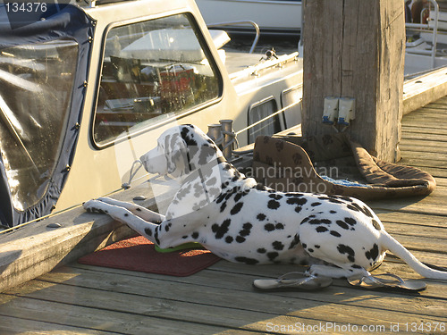 Image of Dalmatian