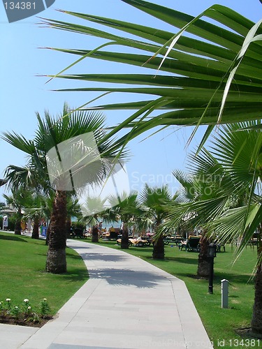 Image of lane of palms