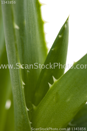 Image of Aloe vera - herbal medicine 