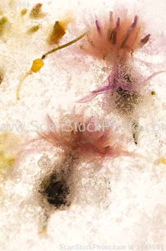 Image of Frozen flowers. blossoms in the ice cube