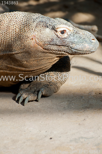 Image of Komodo Dragon