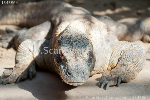 Image of Komodo Dragon 