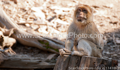 Image of Barbary Macaque