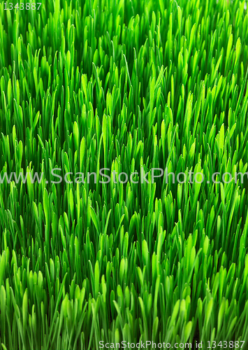 Image of green grass