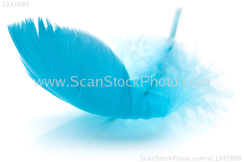 Image of Feather