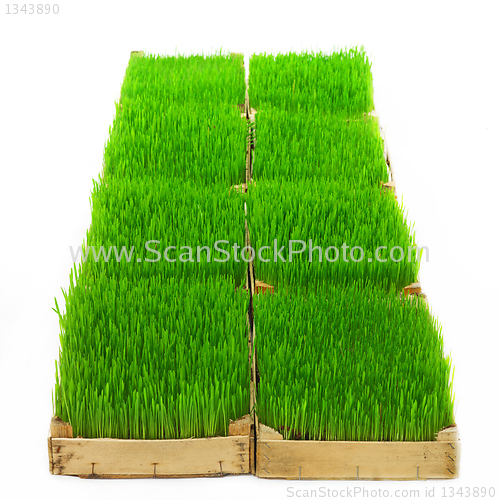 Image of green grass