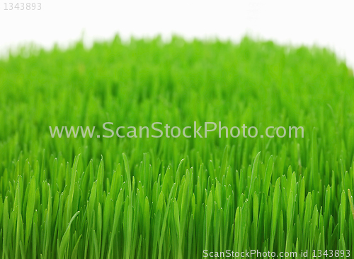 Image of green grass