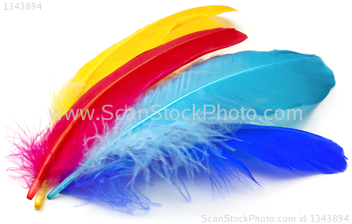 Image of Feathers