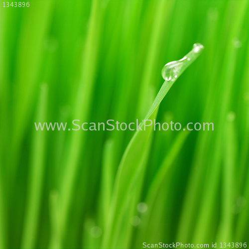 Image of green grass
