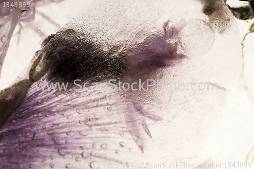 Image of Frozen flowers. blossoms in the ice cube