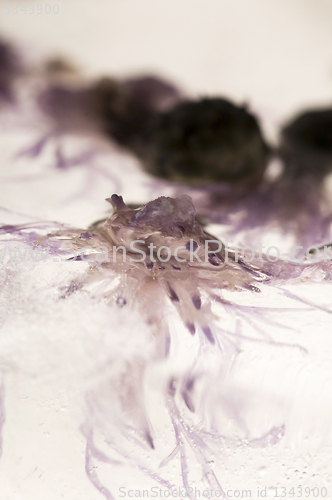 Image of Frozen flowers. blossoms in the ice cube