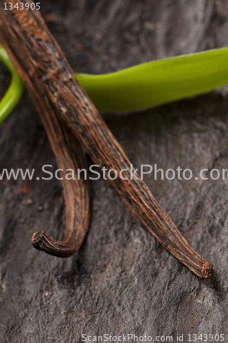 Image of Vanilla Planifolia Vine and Dried Vanilla Pods 