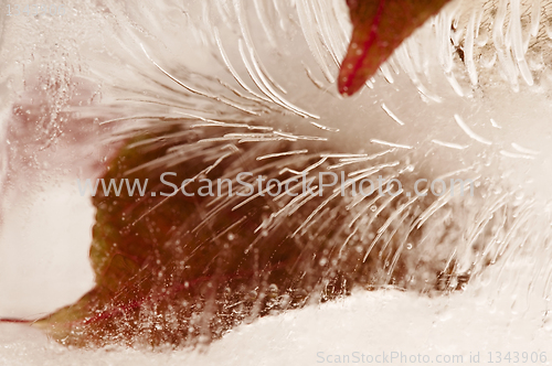 Image of Autumn leaves - branch frozen in the ice cube