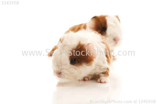 Image of baby guinea pig