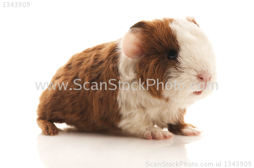 Image of baby guinea pig