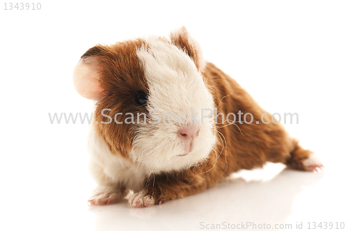 Image of baby guinea pig