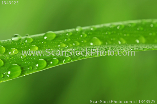 Image of green grass