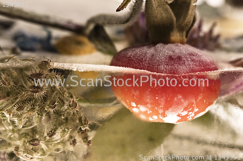 Image of Frozen flowers. blossoms in the ice cube