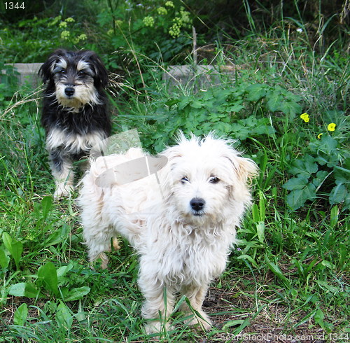 Image of White dog, black dog