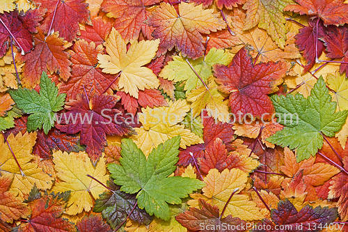 Image of Background of colorful autumn leaves