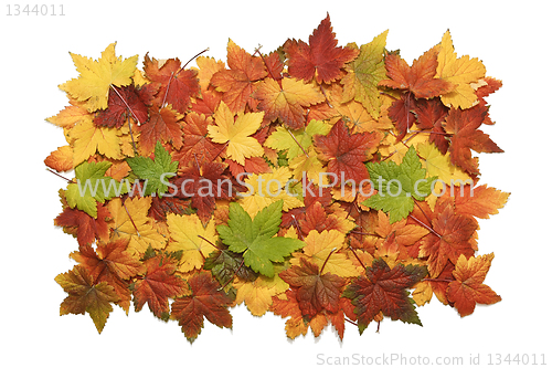 Image of Pile og vibrant fall leaves