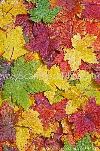Image of Autumn leaves background