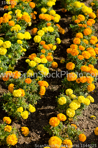 Image of Marigold flowers