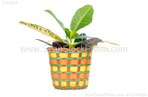 Image of Houseplant