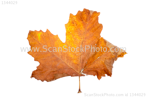 Image of Maple-leaf