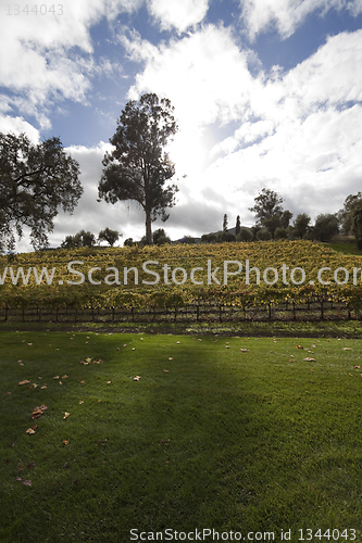 Image of Grape Vines