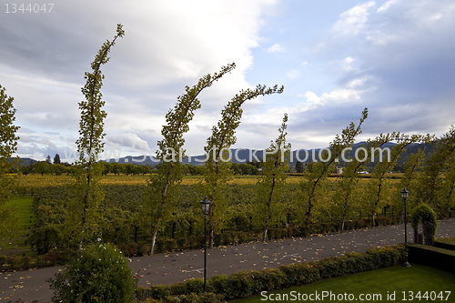 Image of Vineyards