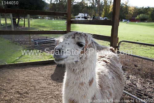 Image of Llama