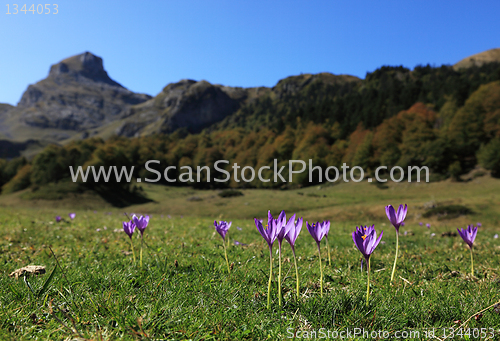 Image of Violets 