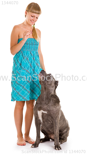 Image of  dog breed "Cane Corso"