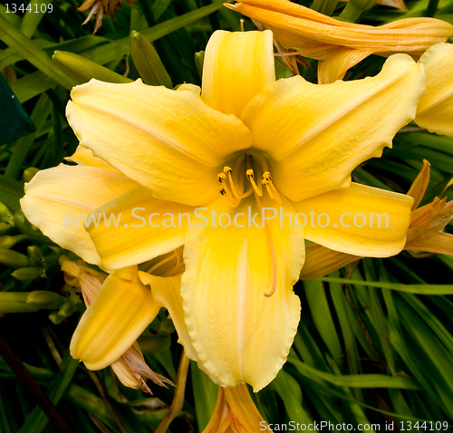 Image of different kinds of lily. 