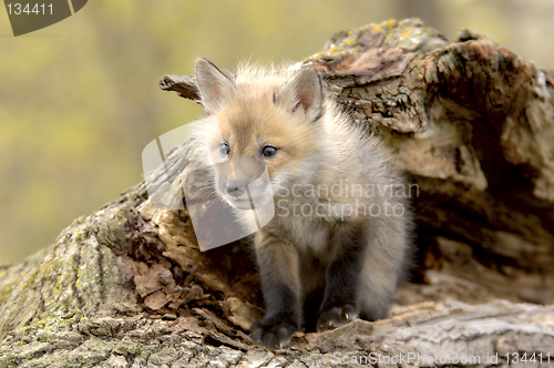 Image of Red Fox Pup (Vulpes vulpes) lookiing camera left.