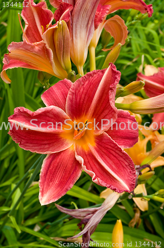 Image of different kinds of lily. 
