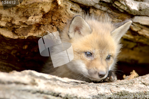 Image of Red Fox Pup-Vulpes vulpes-looking camera left